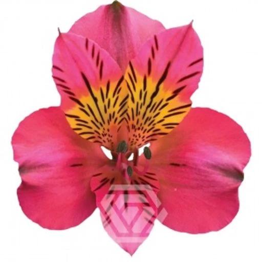 HOT PINK AMPOSTA Альстромерия