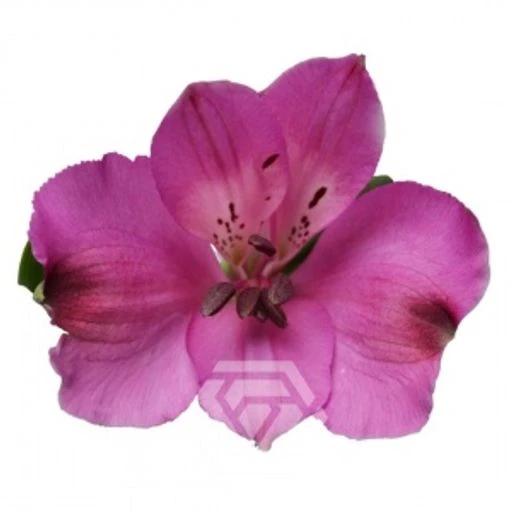 PURPLE LA BONITA Альстромерия