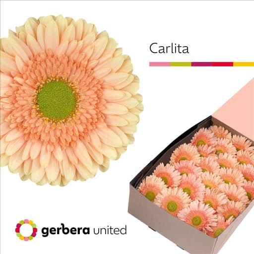 Gerbera carlita Гербера