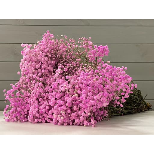Gypsophila pink Гипсофила