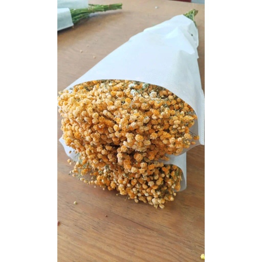 Orange Гипсофила