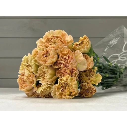 CARN LEGUE MARRONE Гвоздика