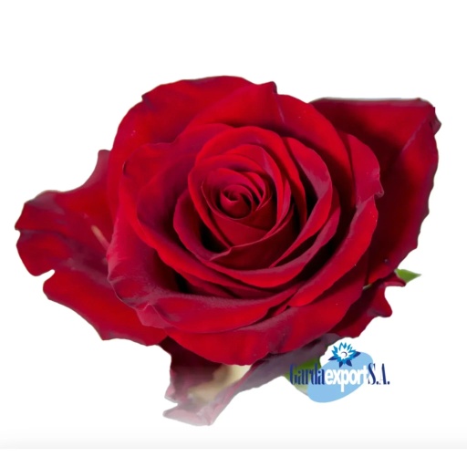 EXPLORER Роза одноголовая Эквадор