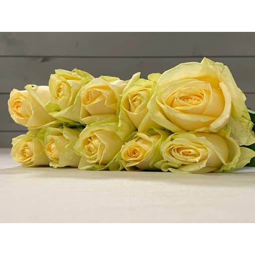 Rose avalange Роза одноголовая