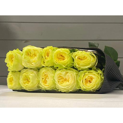 Chashsly Роза одноголовая