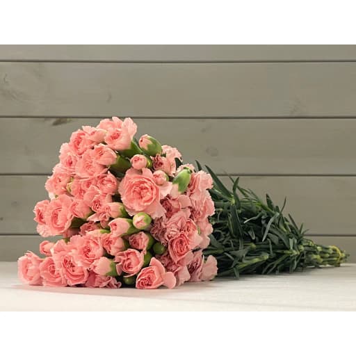 Spray Carnation Light Pink Гвоздика кустовая