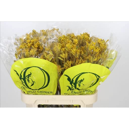 Anigozanthos yellow mix Анигозантос