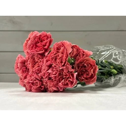 CARN MAJESTA Гвоздика