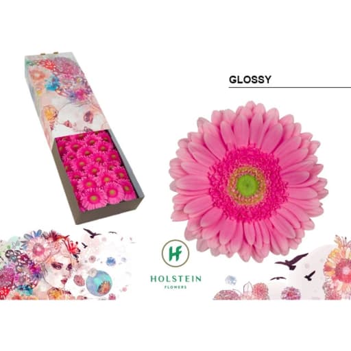 Gerbera glossy Гербера