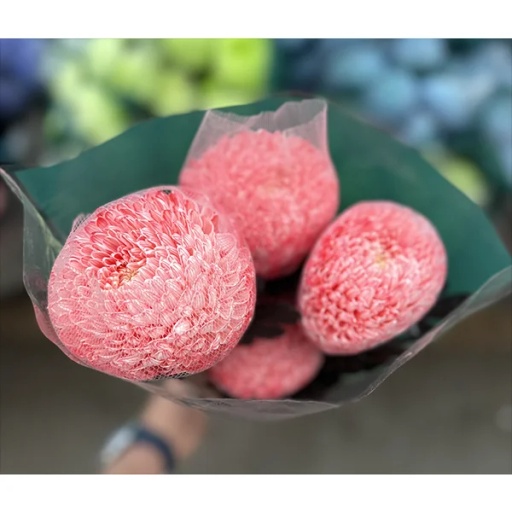 Spider Red Хризантема одноголовая