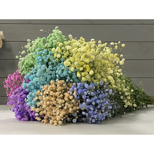 Gypsophila colorful Гипсофила