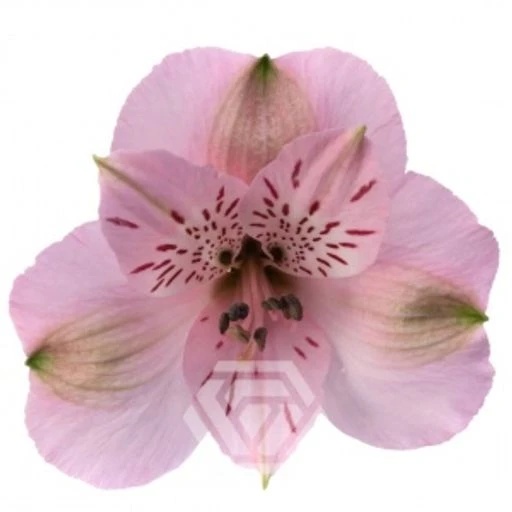 PINK SEATTLE Альстромерия