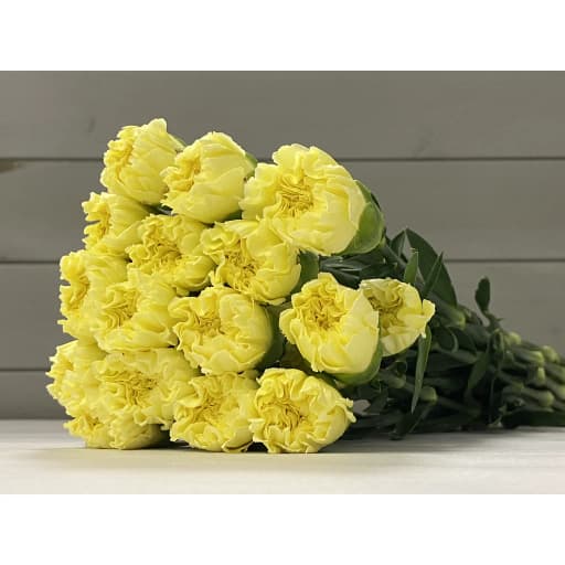 Carnation yellow Гвоздика