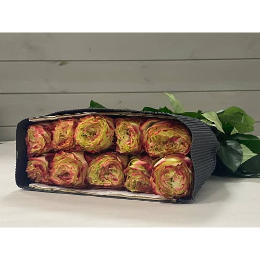 Rose apple jack Роза одноголовая