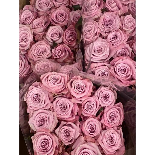 Маритим Роза одноголовая