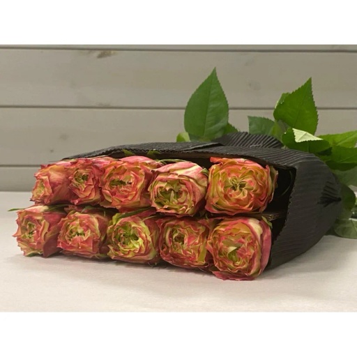 Apple Jack Роза одноголовая