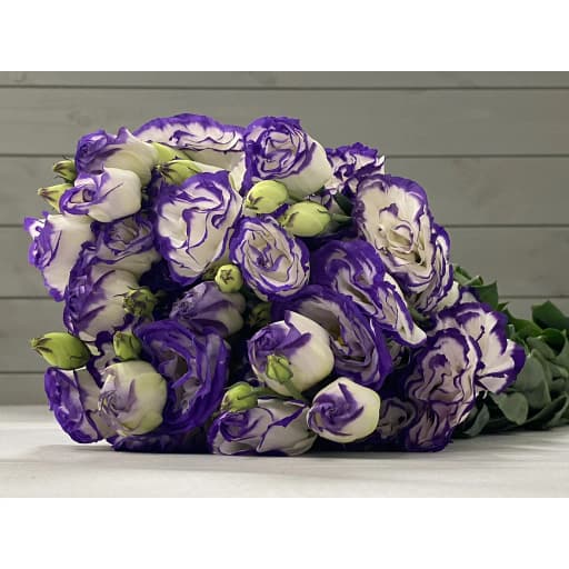 Lisianthus purple edge Эустома