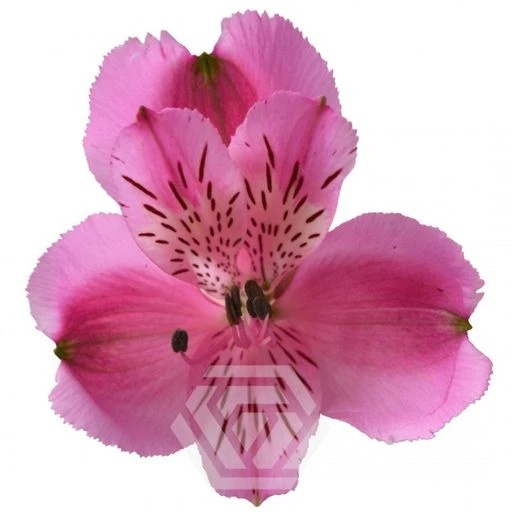 PINK STRATUS Альстромерия