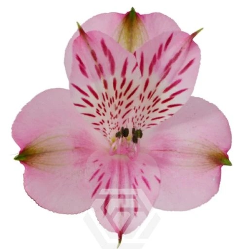 PINK PAMELA Альстромерия