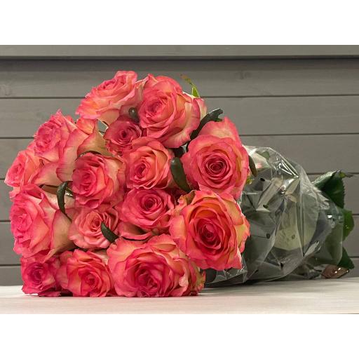 Джумилия Роза одноголовая