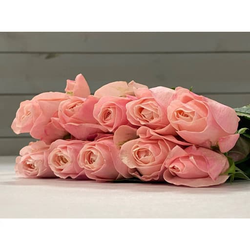 Rose catherine Роза одноголовая