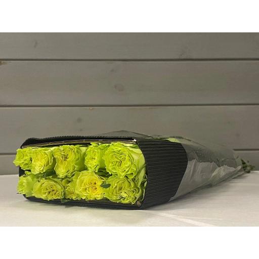 Shangguan Wan 'er Роза одноголовая