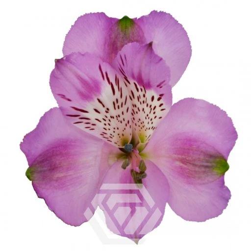 LAVENDER ANTARIS Альстромерия