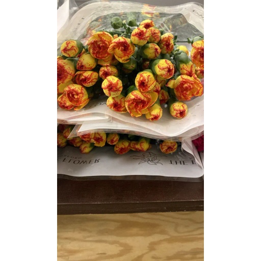 CARN TR 6 Гвоздика кустовая