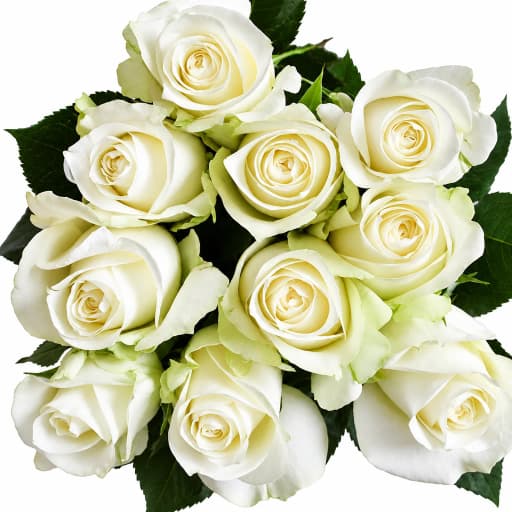 Rose athena Роза одноголовая