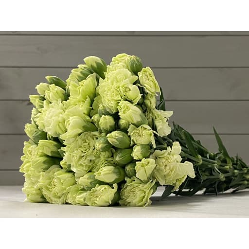 Spray carnation lv cha Гвоздика кустовая