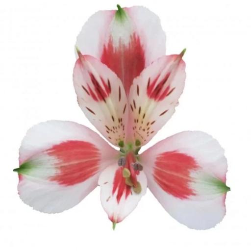 BICOLOUR PIERROT Альстромерия