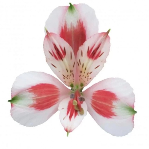 BICOLOUR PIERROT Альстромерия