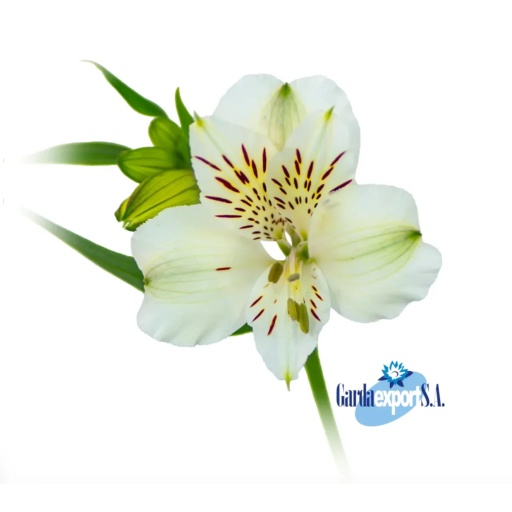 WHITNEY Альстромерия