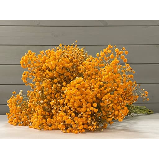 Orange Гипсофила