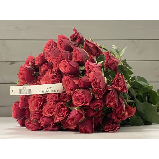 English Rosever Роза кустовая