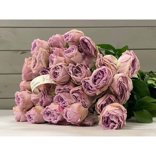 Lavender Bubbles Роза кустовая
