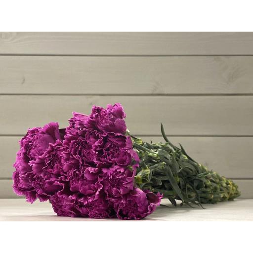 Purple Carnation Гвоздика