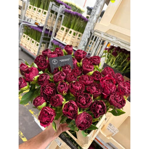 Paeonia ole faithful Пион
