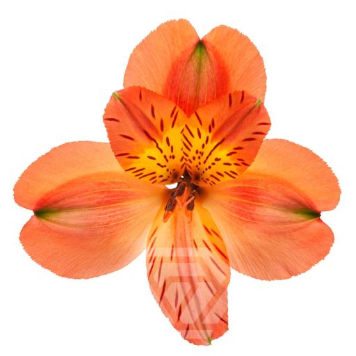 ORANGE PARTY Альстромерия