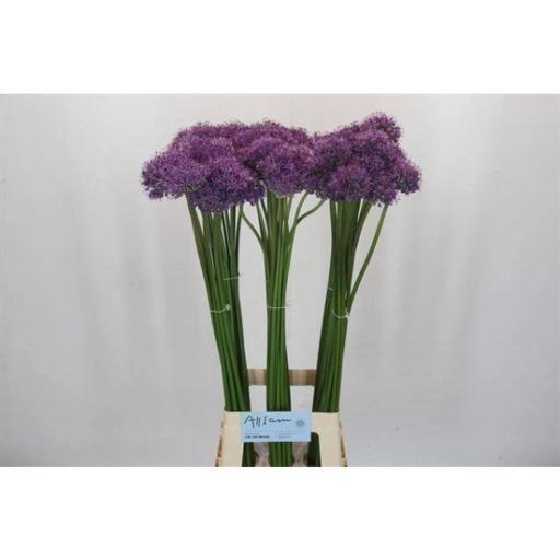 Allium gladiator Аллиум