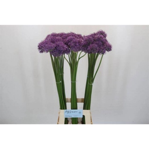 Allium gladiator Аллиум