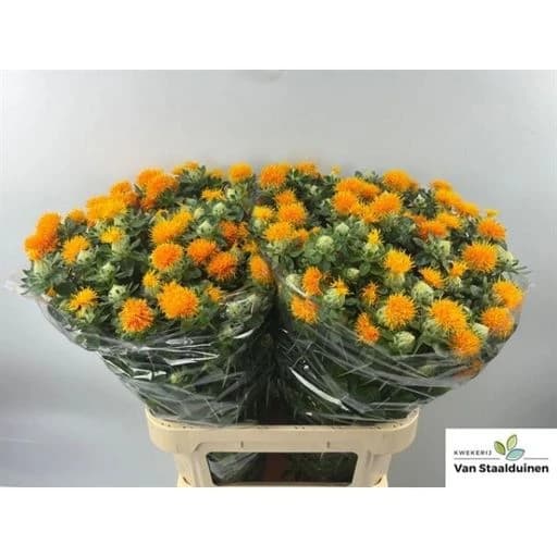 Carthamus orange Картамус