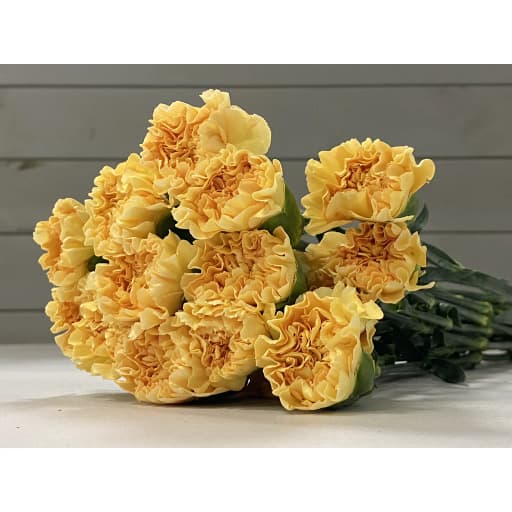 Carnation champagne Гвоздика