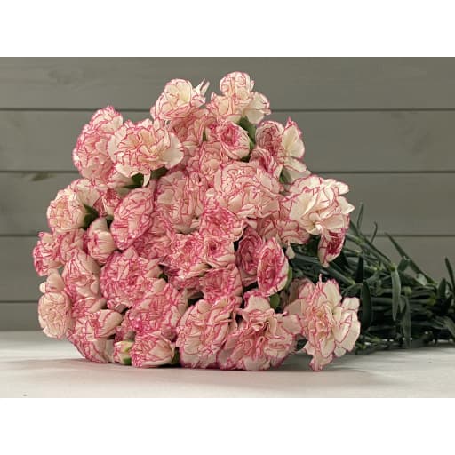 Spray carnation waterfall Гвоздика кустовая