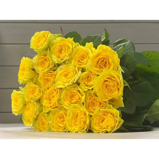 Илиос Роза одноголовая