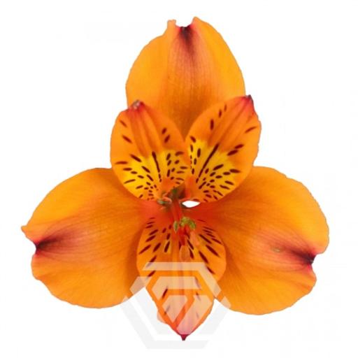 BICOLOR HOT PEPPER Альстромерия