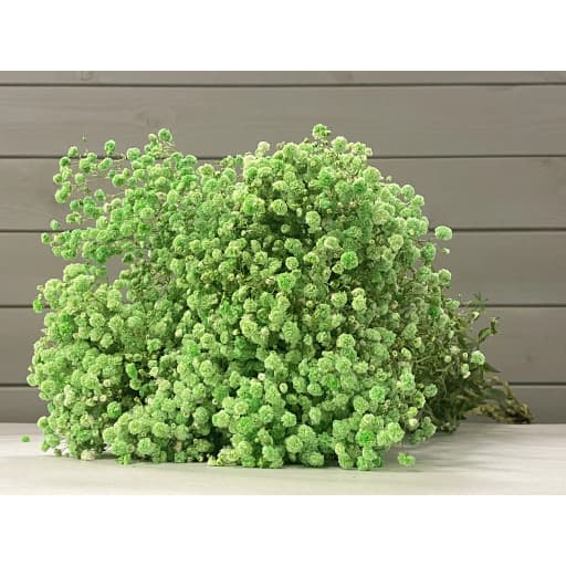 Green Гипсофила