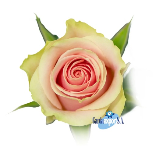 FRUTTETO Роза одноголовая Эквадор