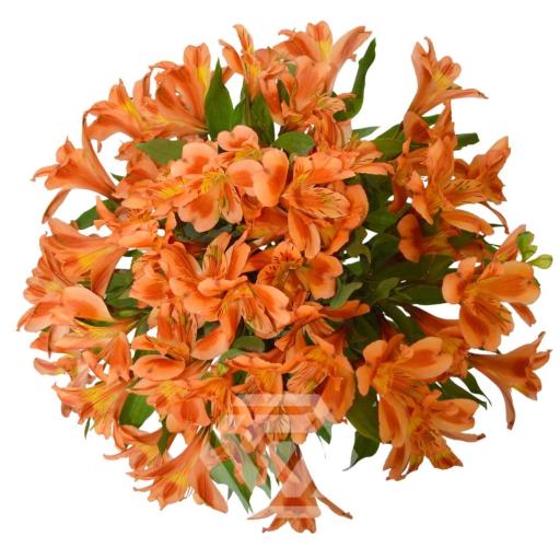 ORANGE ORANGE QUEEN Альстромерия