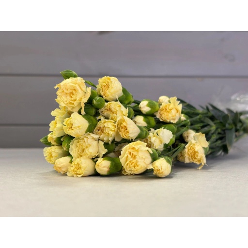 CARN TR CREAM Гвоздика кустовая